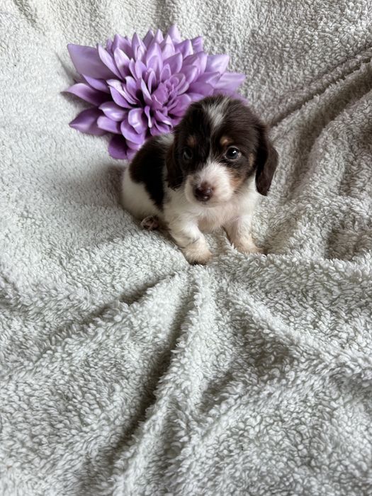 Jamnik długowłosy Piebald nie merle