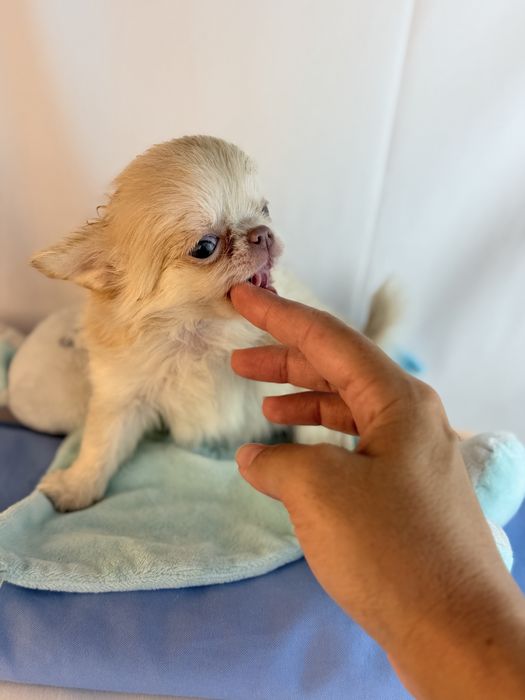 chihuahua macho creme pelo comprido