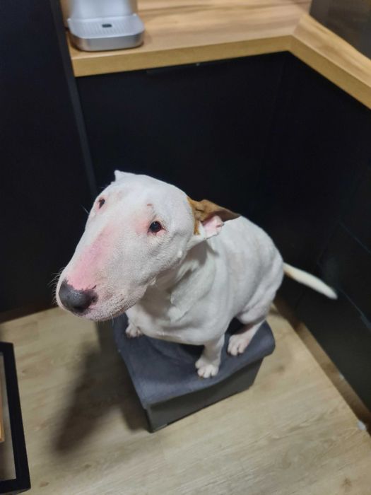 Oddam Bulteriera. Bulterier szuka domu. Adopcja bulteriera.