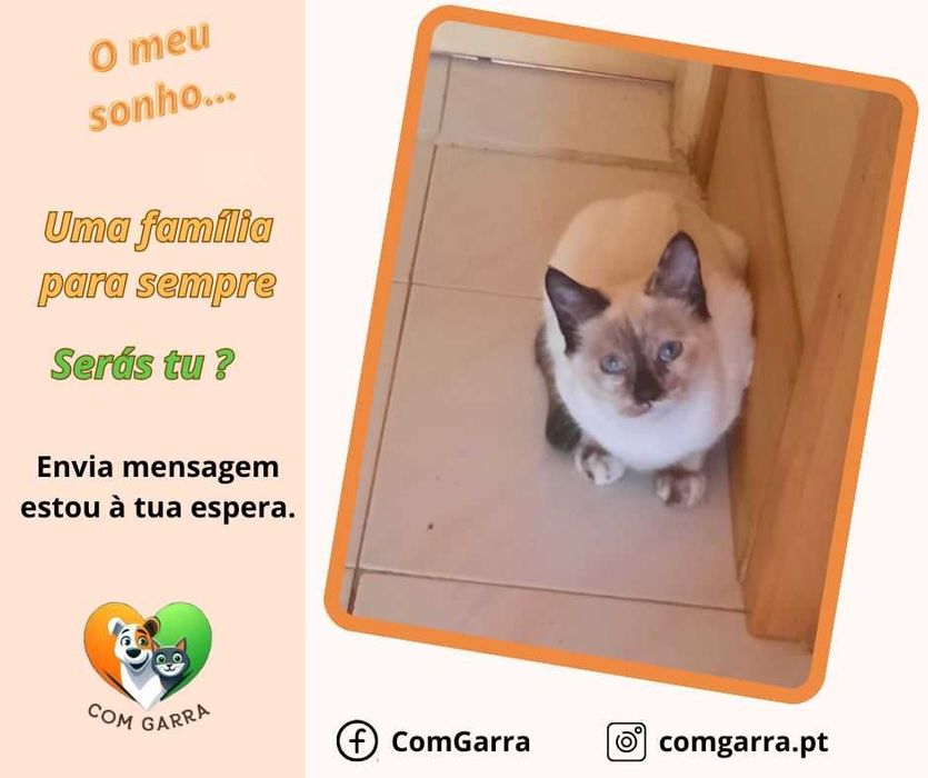 Gatinho para adoção - Ninhada dos Deuses