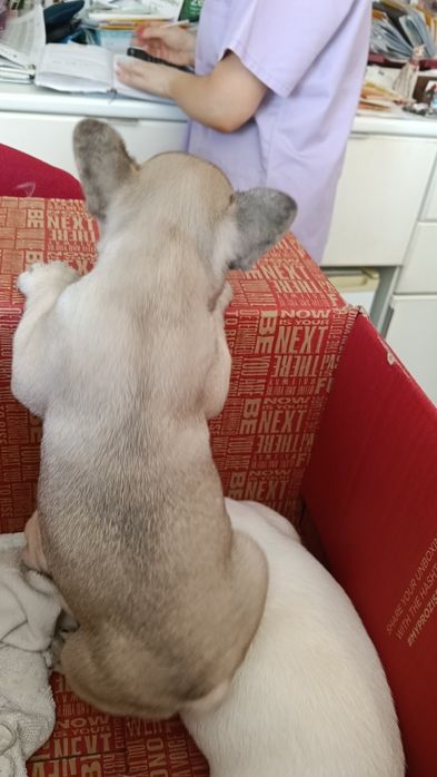 bulldog francês fêmea com microchip valor negociável