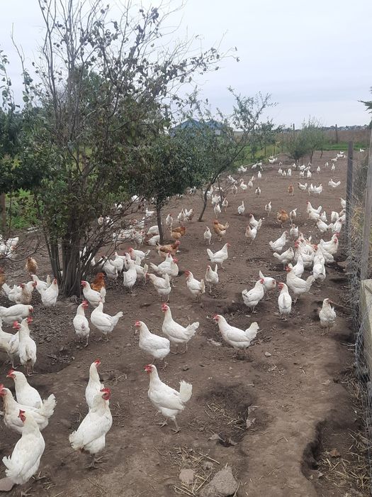 Swojskie świeże jajka