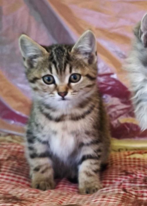 Віддам кошенят безкоштовно