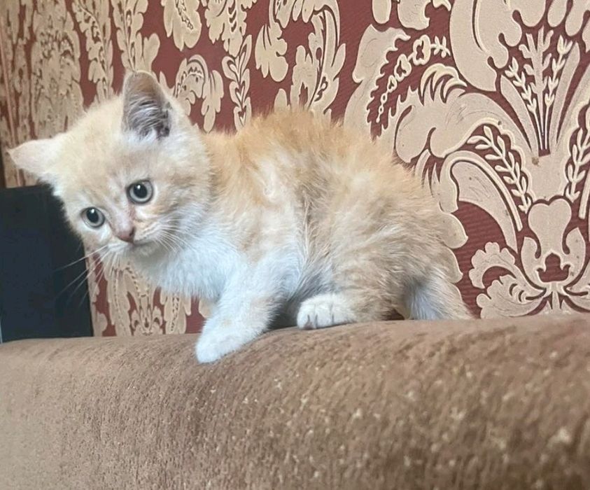 Кошенята дівчинки
