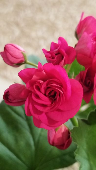 Flor Pelargonium Luna 5 Element