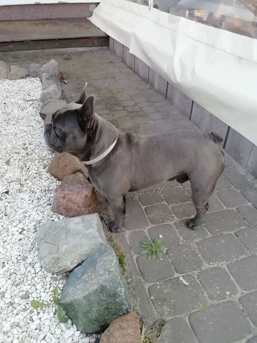 Buldog francuski maść błękitna reproduktor krycie