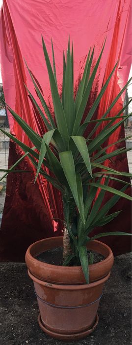 Plantas de exterior diversas