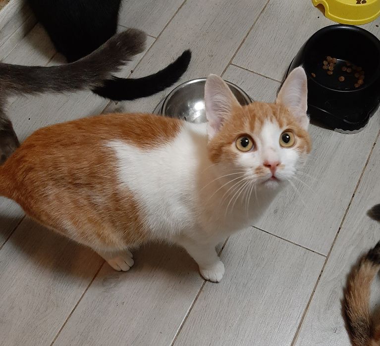 Котик в добрі руки!