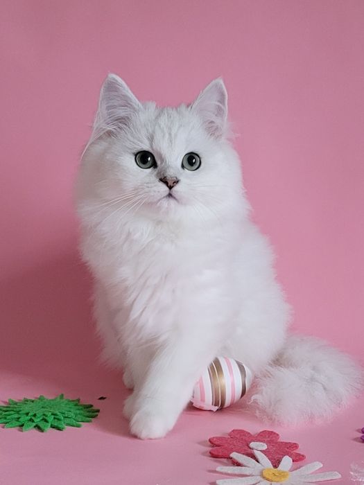 Британська дівчинка срібляста шиншила