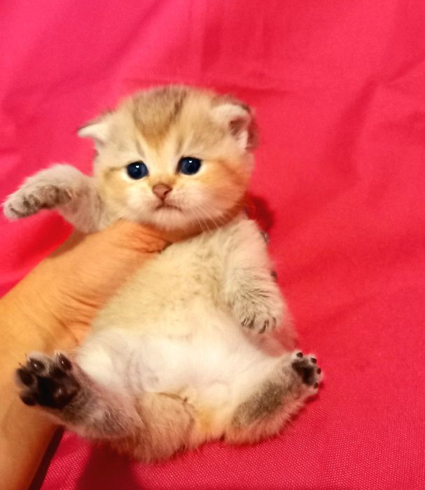 Золота шиншилла golden chinchilla