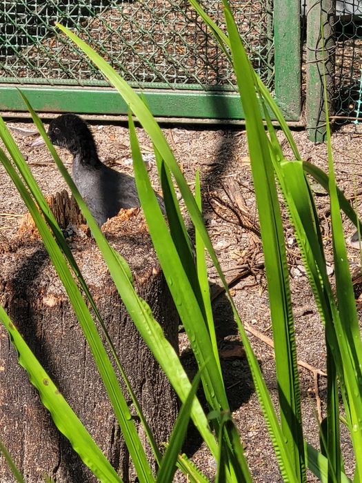 Kaczki ozdobne łyski sprzedam.