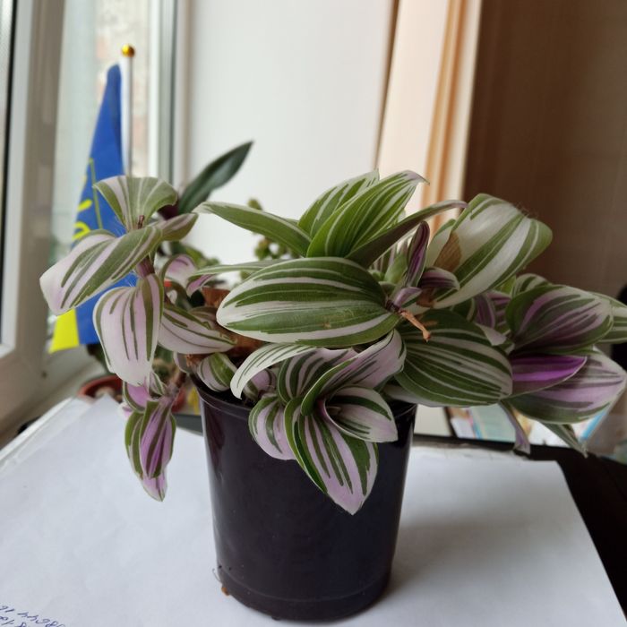 Традесканція(кімнатна рослина)