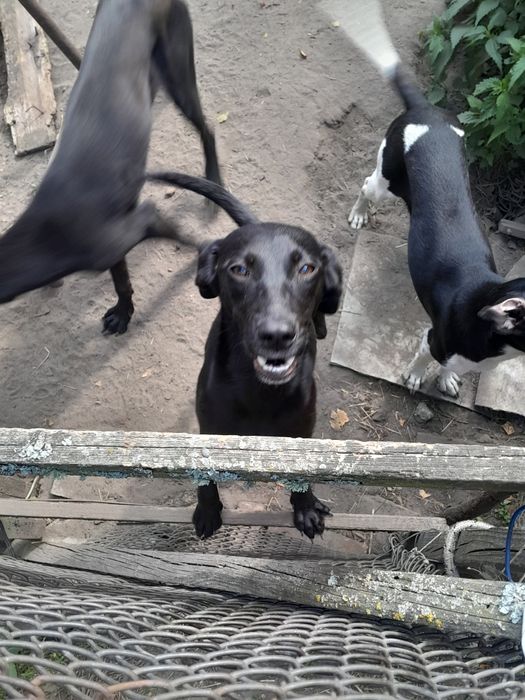 Щенята 4 дівчинки