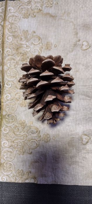 Szyszki trzy rodzaje