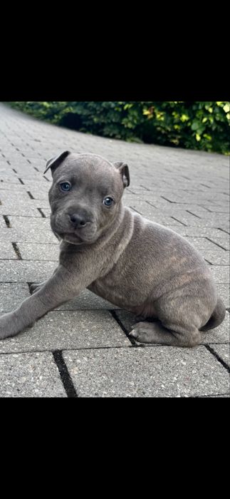 Amstaff blue i blue pregowany