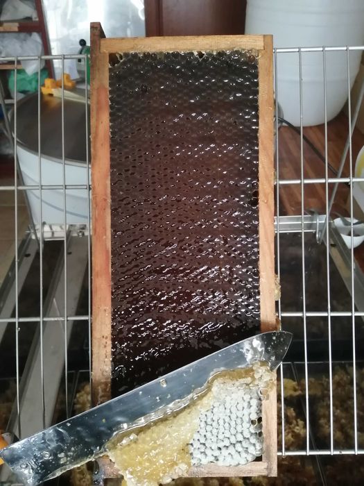 Mel multifloral (Gerês) e de eucalipto (Viana do Castelo)