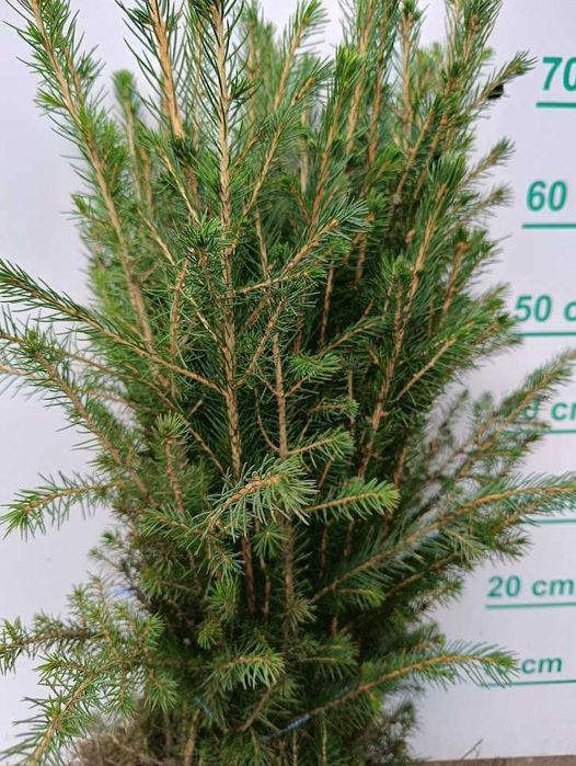 Świerk pospolity 2/1 goły korzeń prosto ze szkółki 50 cm