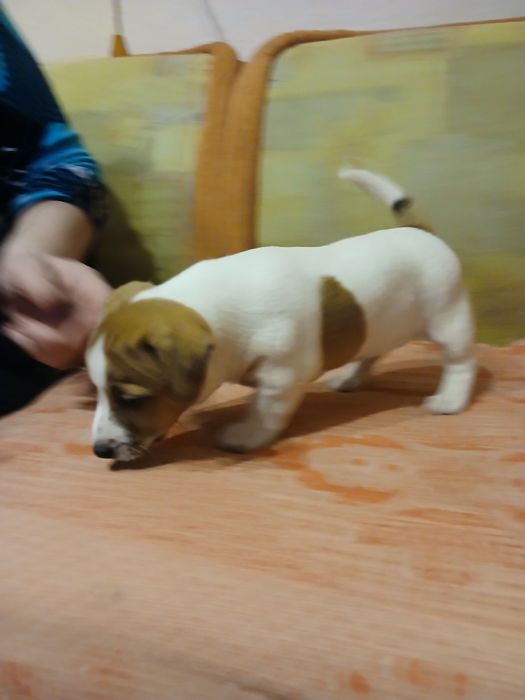 Дівчинка джек рассел