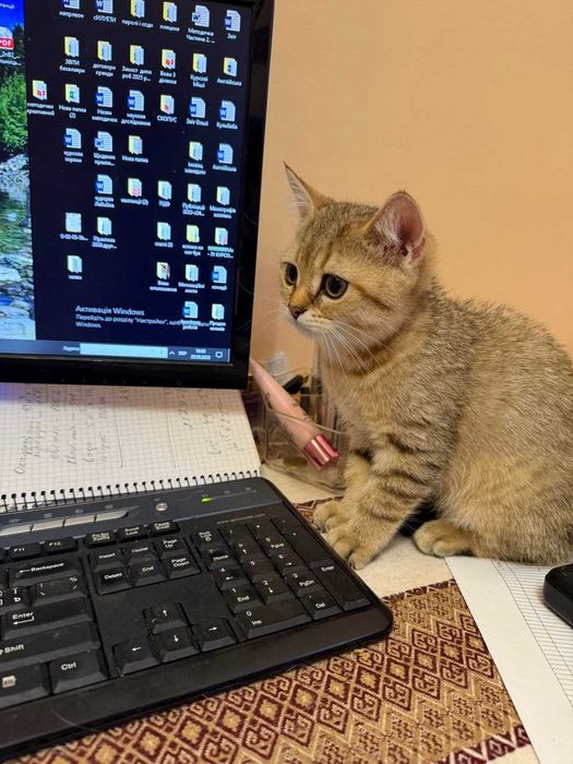 Британське зеленооке тигреня а ніжне як котик