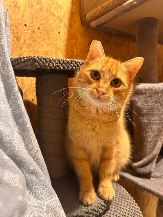 Ruda piękność marzy o swojej rodzinie!