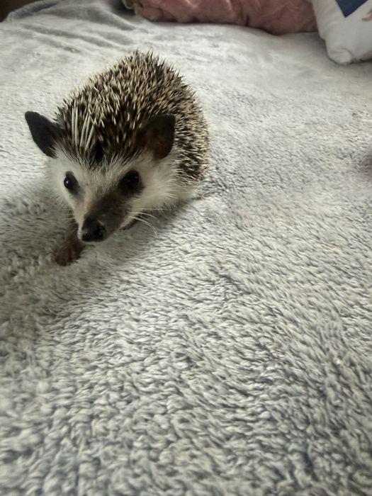 jeż pigmejski znajdzie nowy dom