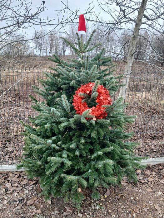 Choinki na święta – duży wybór, super ceny!