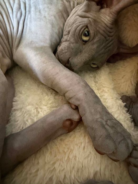 Кошеня Ельф Хлопчик, 3,5 місяці