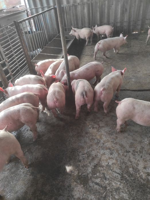 Продаем поросят підрощені