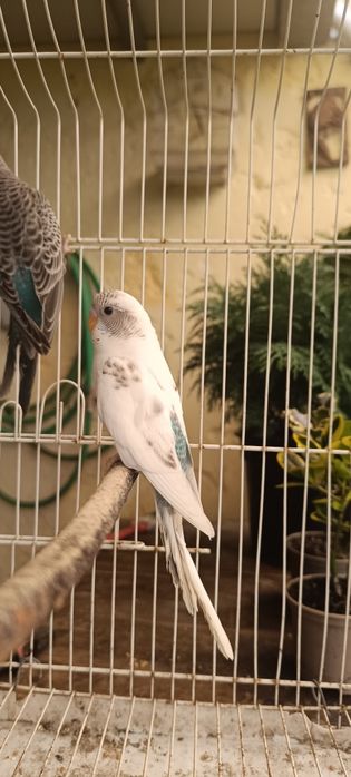 Periquitos Black faces