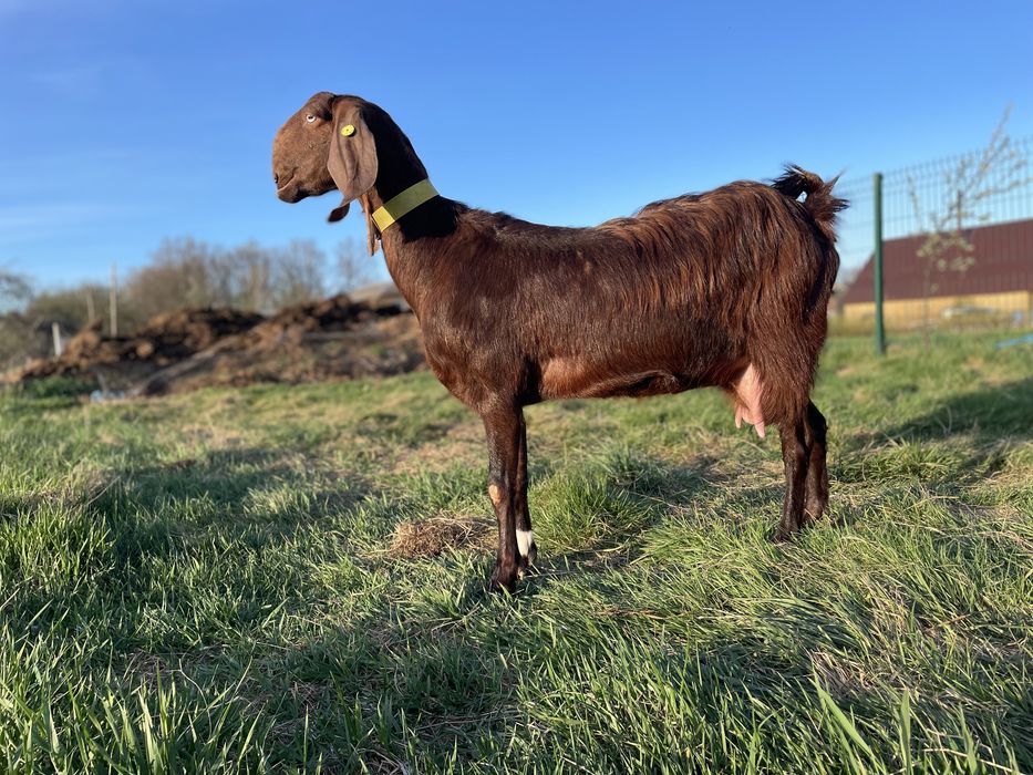 В продажі кози й козлики Дамаська Шамі Дамасская Шами