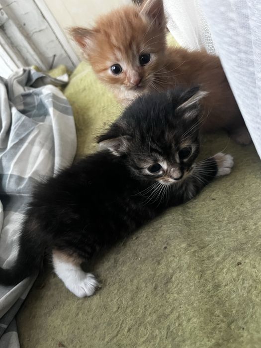 Отдам котят бесплатно
