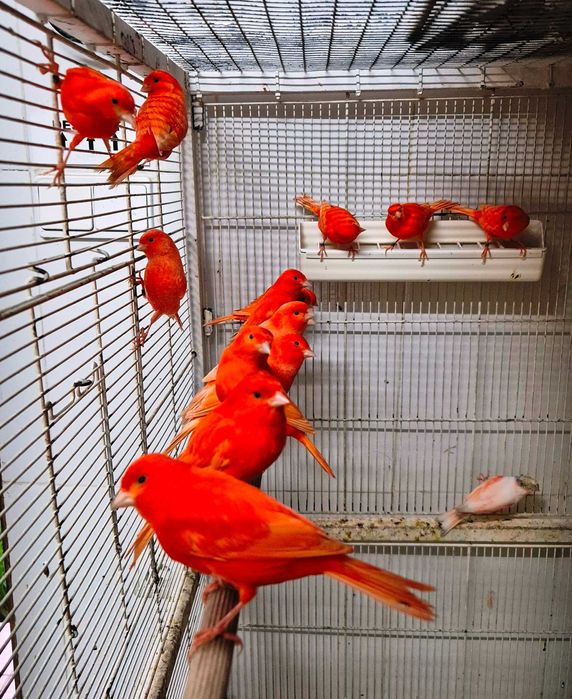 Canários de Competição e Criação