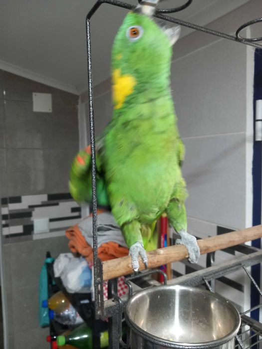 Papagaio auropaliata