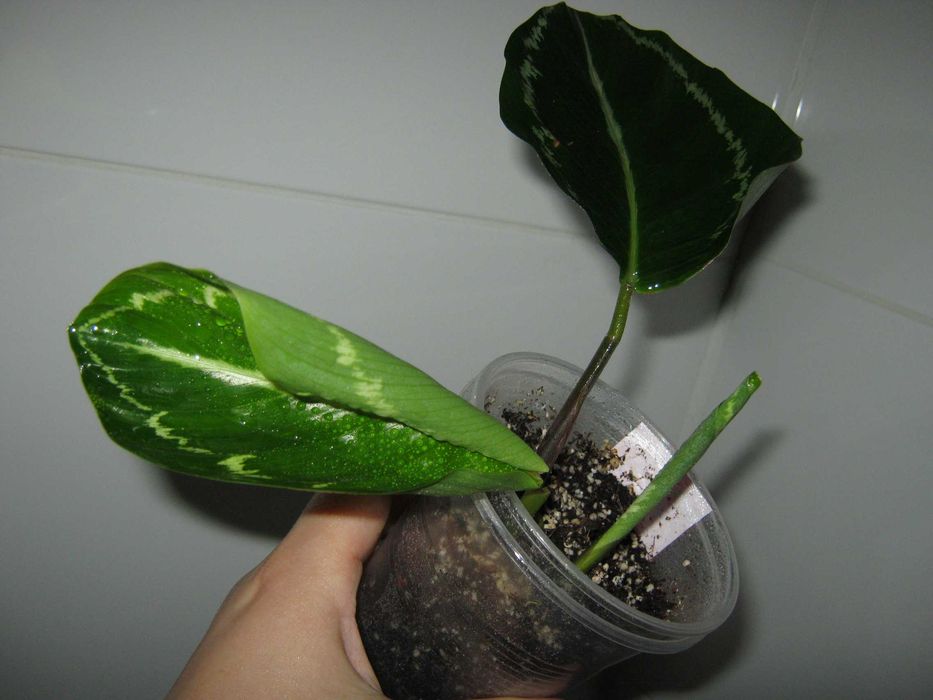 домашние калатея разные сорта