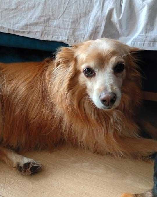 Psy do oddania w dobre ręce