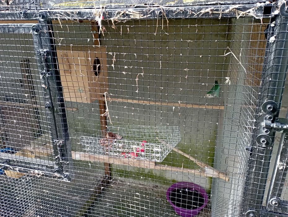 Ring neks e outras aves