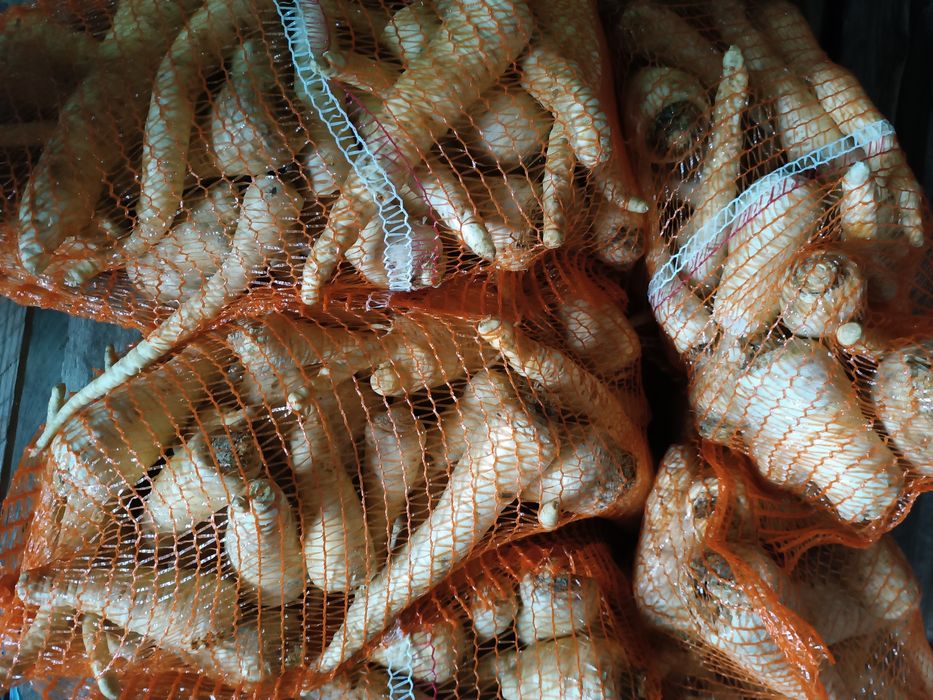 Sprzedam marchew ziemniaki cebule