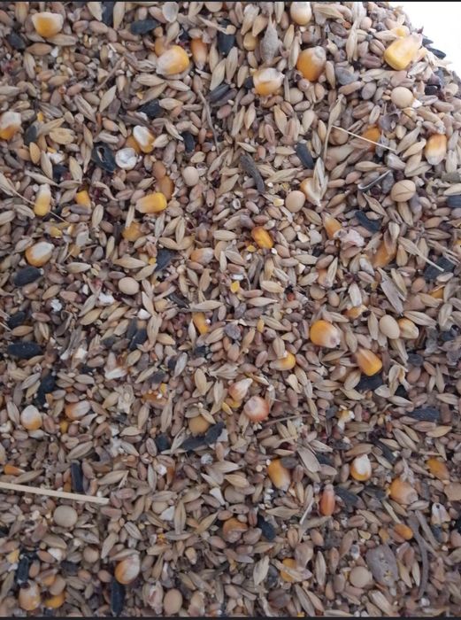 зерно пшеница зерносмесь корм  шок цена экологично чистая