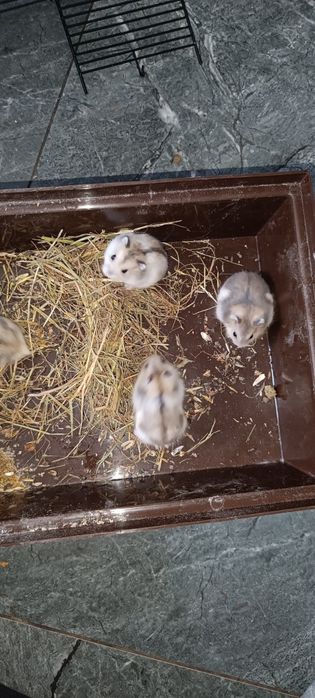 Хом'як Джунгаріки безкоштовно