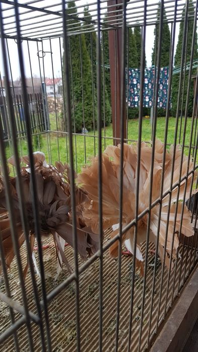 Gołębie Pawiki para