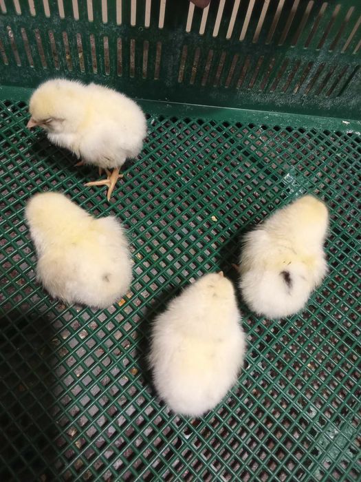 Яйця для інкубації курей домінант білий