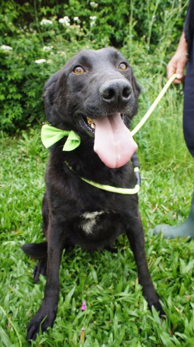 Zeus cao para adocao