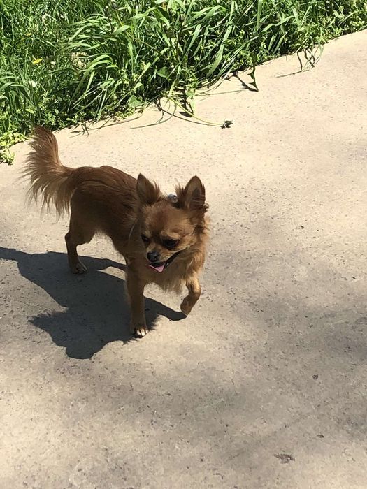 Ищем невесту, чихуахуа