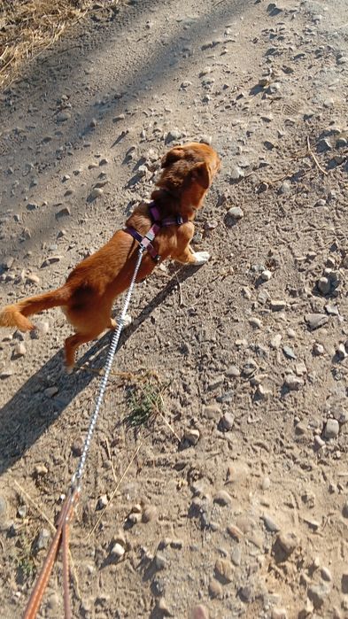 Treino educação canina
