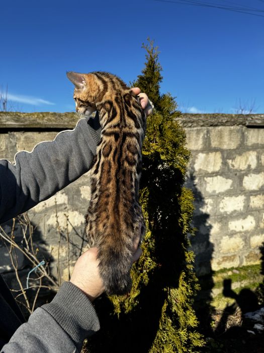 Дівчинка Іриска готова до продажу