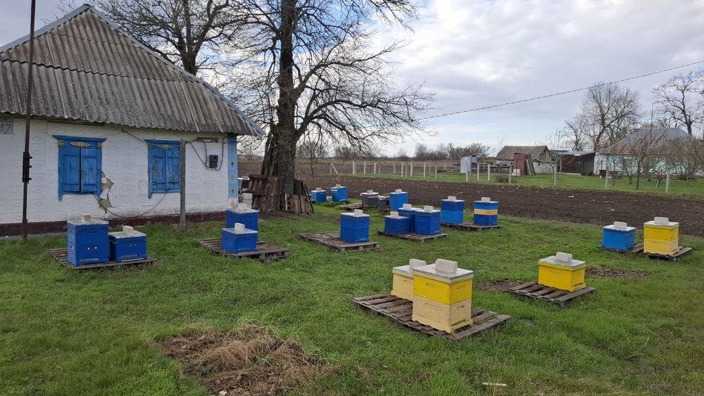 Продам власну пасіку