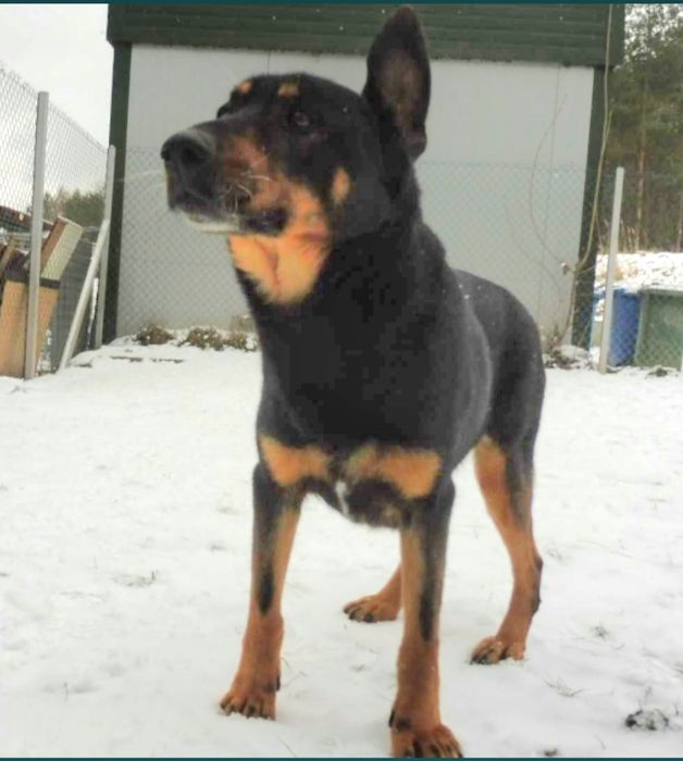 Pokochaj zwykłego kundelka.