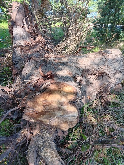 Drewno - orzech, pień i 2 kawałki