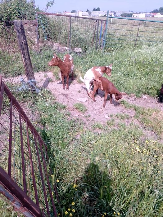 Dois chibos anões para mudar de pasto
