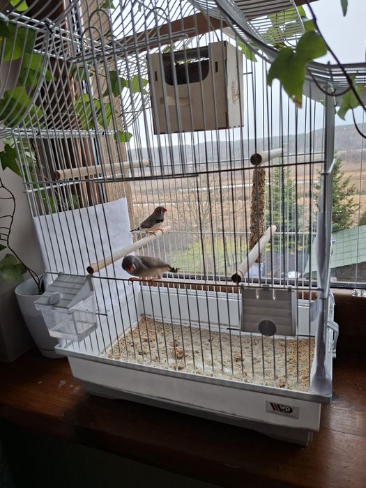 Klatka + dwie zeberki